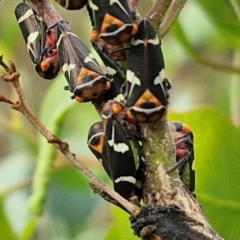 Eurymeloides pulchra (Gumtree hopper) at Bruce Ridge to Gossan Hill - 6 Mar 2024 by trevorpreston