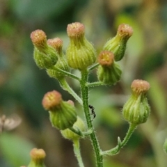 Erigeron bonariensis (Flaxleaf Fleabane) at Bruce, ACT - 6 Mar 2024 by trevorpreston