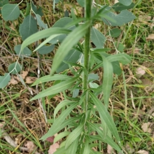 Erigeron bonariensis at Bruce Ridge to Gossan Hill - 6 Mar 2024