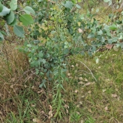 Erigeron bonariensis at Bruce Ridge to Gossan Hill - 6 Mar 2024