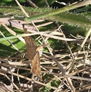 Scopula rubraria at Crace Grassland (CR_2) - 25 Feb 2024