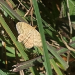 Scopula rubraria at Crace Grassland (CR_2) - 25 Feb 2024