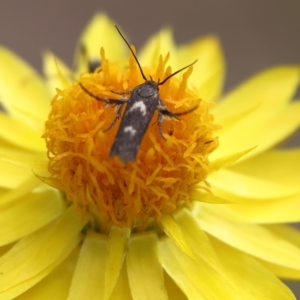 Eretmocera (genus) (Scythrididae family) at Higgins Woodland - 6 Mar 2024 03:38 PM