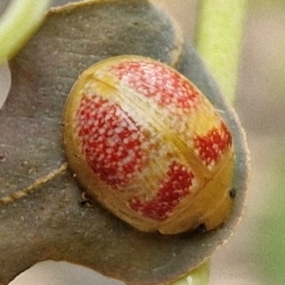 Paropsisterna fastidiosa (Eucalyptus leaf beetle) at Bruce, ACT - 6 Mar 2024 by trevorpreston