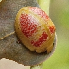 Paropsisterna fastidiosa at Bruce Ridge to Gossan Hill - 6 Mar 2024