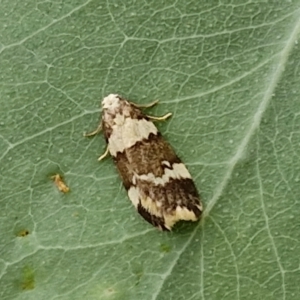 Halone sejuncta at Bruce Ridge to Gossan Hill - 6 Mar 2024