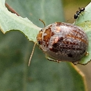 Paropsisterna m-fuscum at Bruce Ridge to Gossan Hill - 6 Mar 2024