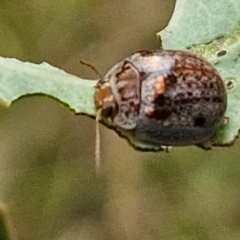 Paropsisterna m-fuscum at Bruce Ridge to Gossan Hill - 6 Mar 2024