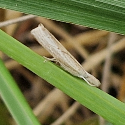 Culladia cuneiferellus (Crambinae moth) at Flea Bog Flat, Bruce - 6 Mar 2024 by trevorpreston