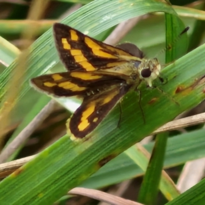 Ocybadistes walkeri (Green Grass-dart) at Flea Bog Flat, Bruce - 6 Mar 2024 by trevorpreston