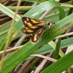 Ocybadistes walkeri at Flea Bog Flat, Bruce - 6 Mar 2024 04:56 PM