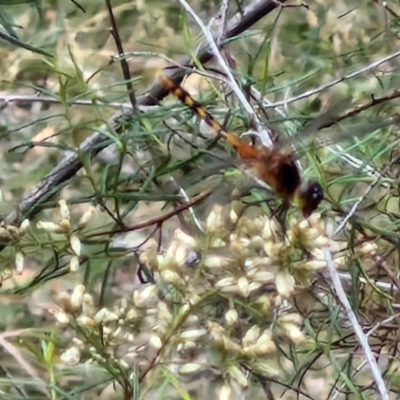 Diplacodes melanopsis (Black-faced Percher) at Bruce, ACT - 6 Mar 2024 by trevorpreston