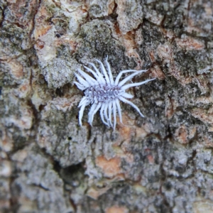 Cryptolaemus montrouzieri at Higgins Woodland - 6 Mar 2024