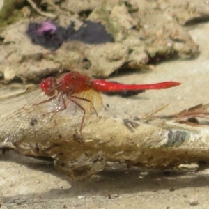 Diplacodes haematodes at Coombs Ponds - 6 Mar 2024