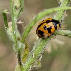 Coccinella transversalis (Transverse Ladybird) at Flea Bog Flat, Bruce - 6 Mar 2024 by trevorpreston