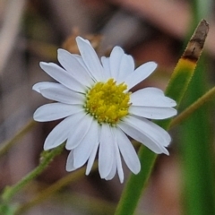 Brachyscome rigidula (Hairy Cut-leaf Daisy) at Bruce, ACT - 6 Mar 2024 by trevorpreston