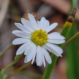 Brachyscome rigidula at Bruce Ridge to Gossan Hill - 6 Mar 2024