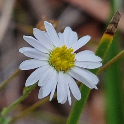 Brachyscome rigidula (Hairy Cut-leaf Daisy) at Bruce Ridge to Gossan Hill - 6 Mar 2024 by trevorpreston