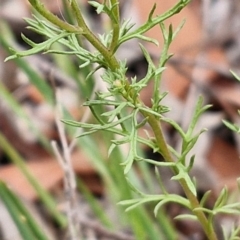 Brachyscome rigidula at Bruce Ridge to Gossan Hill - 6 Mar 2024 04:45 PM