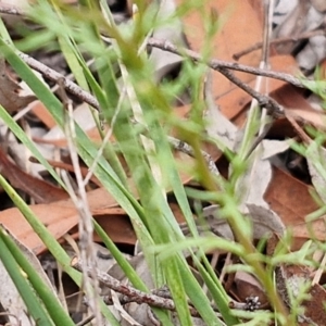 Brachyscome rigidula at Bruce Ridge to Gossan Hill - 6 Mar 2024 04:45 PM