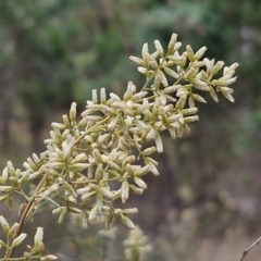 Cassinia quinquefaria (Rosemary Cassinia) at Bruce, ACT - 6 Mar 2024 by trevorpreston