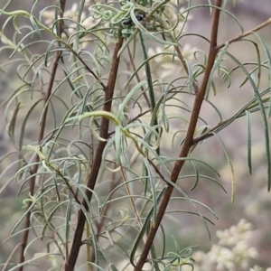 Cassinia quinquefaria at Flea Bog Flat, Bruce - 6 Mar 2024 04:44 PM