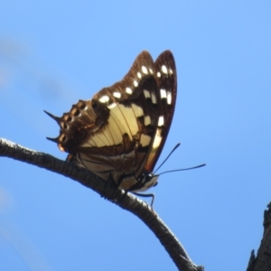 Charaxes sempronius at Mount Ainslie - 5 Mar 2024