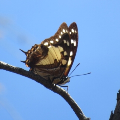 Charaxes sempronius (Tailed Emperor) at Mount Ainslie - 5 Mar 2024 by Christine