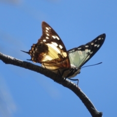 Charaxes sempronius at Mount Ainslie - 5 Mar 2024