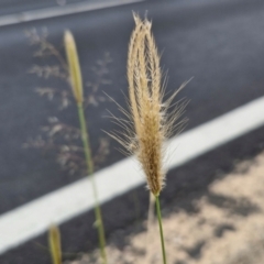 Chloris virgata (Feathertop Rhodes Grass) at Bruce, ACT - 6 Mar 2024 by trevorpreston