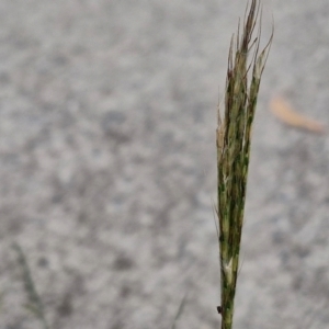 Bothriochloa macra at Bruce Ridge to Gossan Hill - 6 Mar 2024