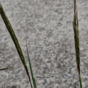 Bothriochloa macra at Bruce Ridge to Gossan Hill - 6 Mar 2024