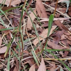 Bothriochloa macra at Bruce Ridge to Gossan Hill - 6 Mar 2024 04:41 PM