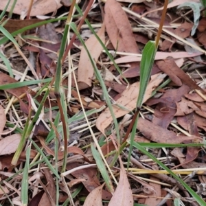 Bothriochloa macra at Bruce Ridge to Gossan Hill - 6 Mar 2024