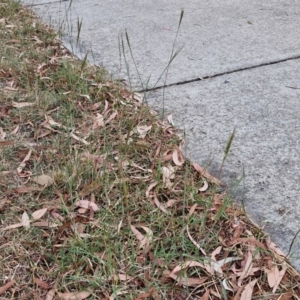 Bothriochloa macra at Bruce Ridge to Gossan Hill - 6 Mar 2024