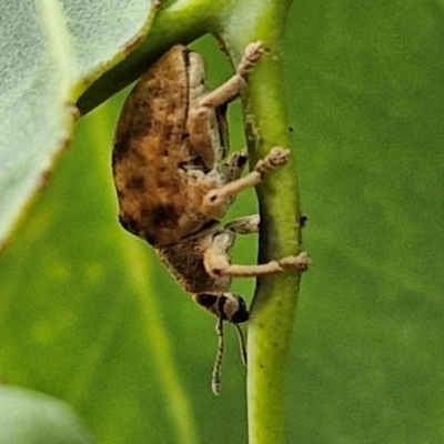 Gonipterus sp. (genus) (Eucalyptus Weevil) at Bruce, ACT - 6 Mar 2024 by trevorpreston