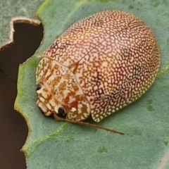 Paropsis atomaria (Eucalyptus leaf beetle) at Bruce Ridge to Gossan Hill - 6 Mar 2024 by trevorpreston