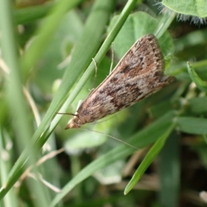 Achyra affinitalis at Murrumbateman, NSW - 1 Mar 2024