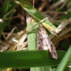 Achyra affinitalis at Murrumbateman, NSW - 1 Mar 2024