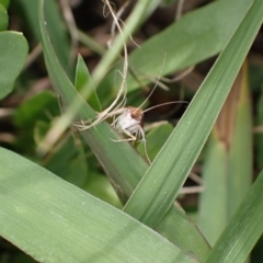 Achyra affinitalis at Murrumbateman, NSW - 1 Mar 2024