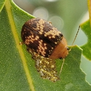 Paropsis aspera at Bruce Ridge to Gossan Hill - 6 Mar 2024 04:36 PM