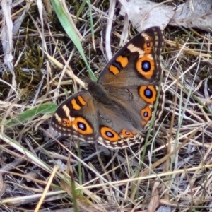 Junonia villida at Flea Bog Flat, Bruce - 6 Mar 2024 04:35 PM