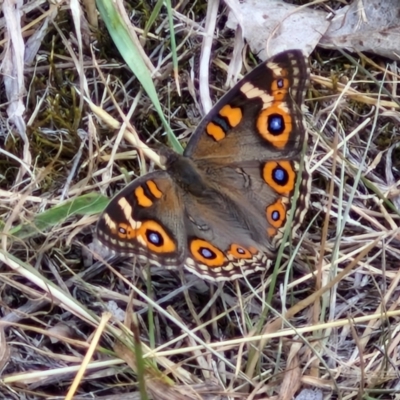 Junonia villida (Meadow Argus) at Bruce Ridge to Gossan Hill - 6 Mar 2024 by trevorpreston