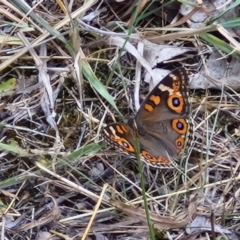 Junonia villida at Flea Bog Flat, Bruce - 6 Mar 2024 04:35 PM