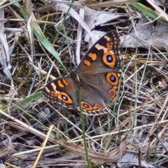 Junonia villida at Flea Bog Flat, Bruce - 6 Mar 2024 04:35 PM