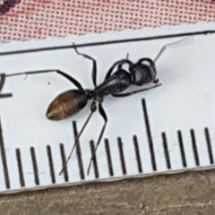 Camponotus aeneopilosus (A Golden-tailed sugar ant) at Weston, ACT - 6 Mar 2024 by jmcleod