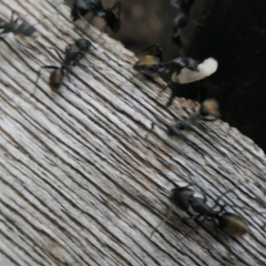 Camponotus aeneopilosus at Weston, ACT - 6 Mar 2024