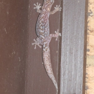 Christinus marmoratus at Weston, ACT - 16 Feb 2024