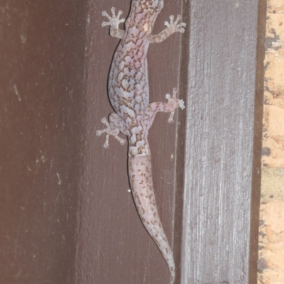 Christinus marmoratus (Southern Marbled Gecko) at Weston, ACT - 16 Feb 2024 by jmcleod