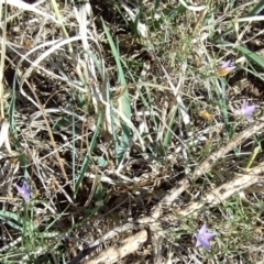 Wahlenbergia luteola (Yellowish Bluebell) at Campbellfield, VIC - 15 Apr 2007 by WendyEM